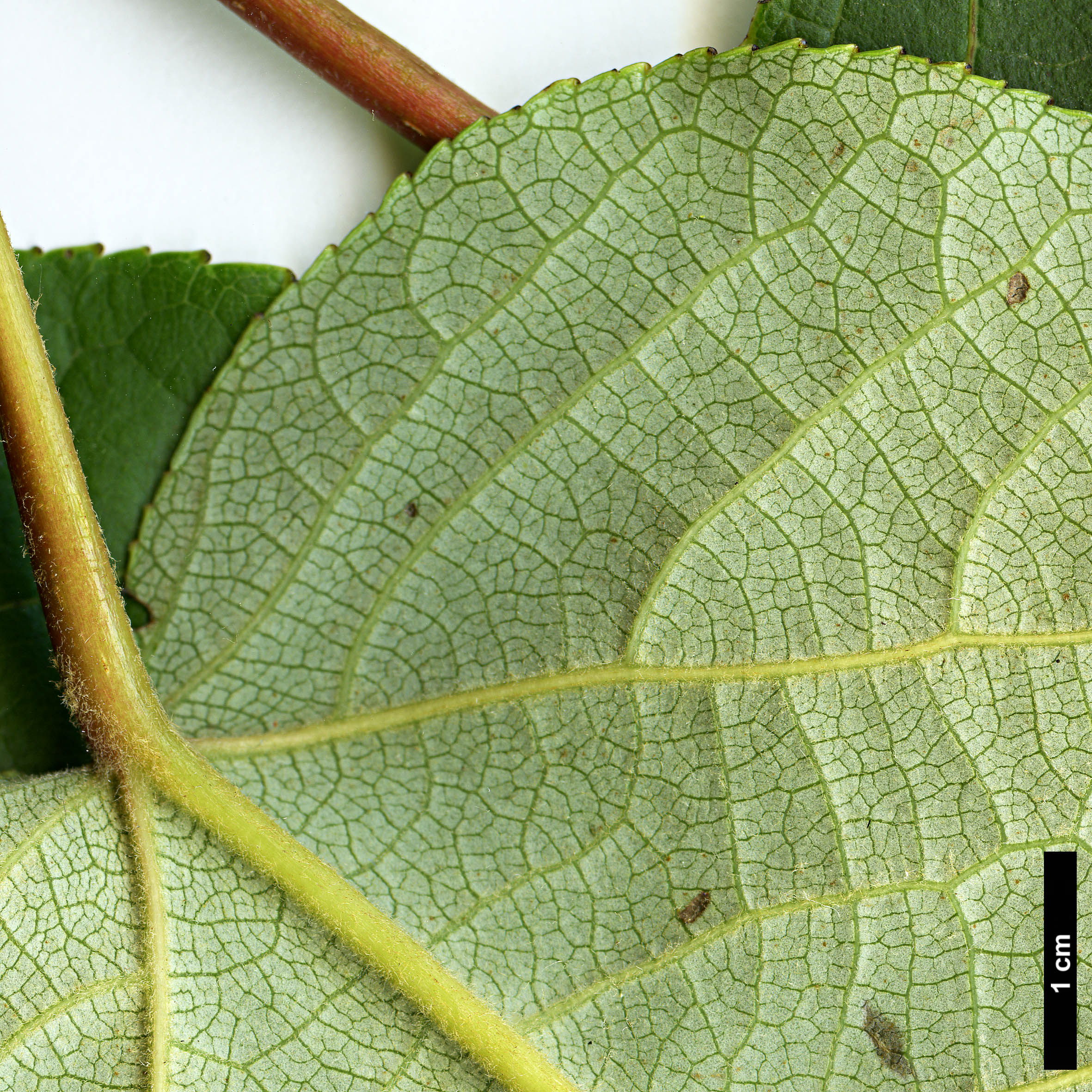 High resolution image: Family: Salicaceae - Genus: Populus - Taxon: szechuanica var. tibetica